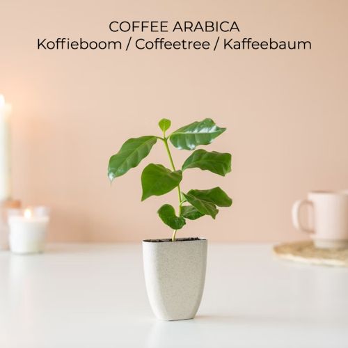 Trægave med Tiny Tony’s - Bild 4